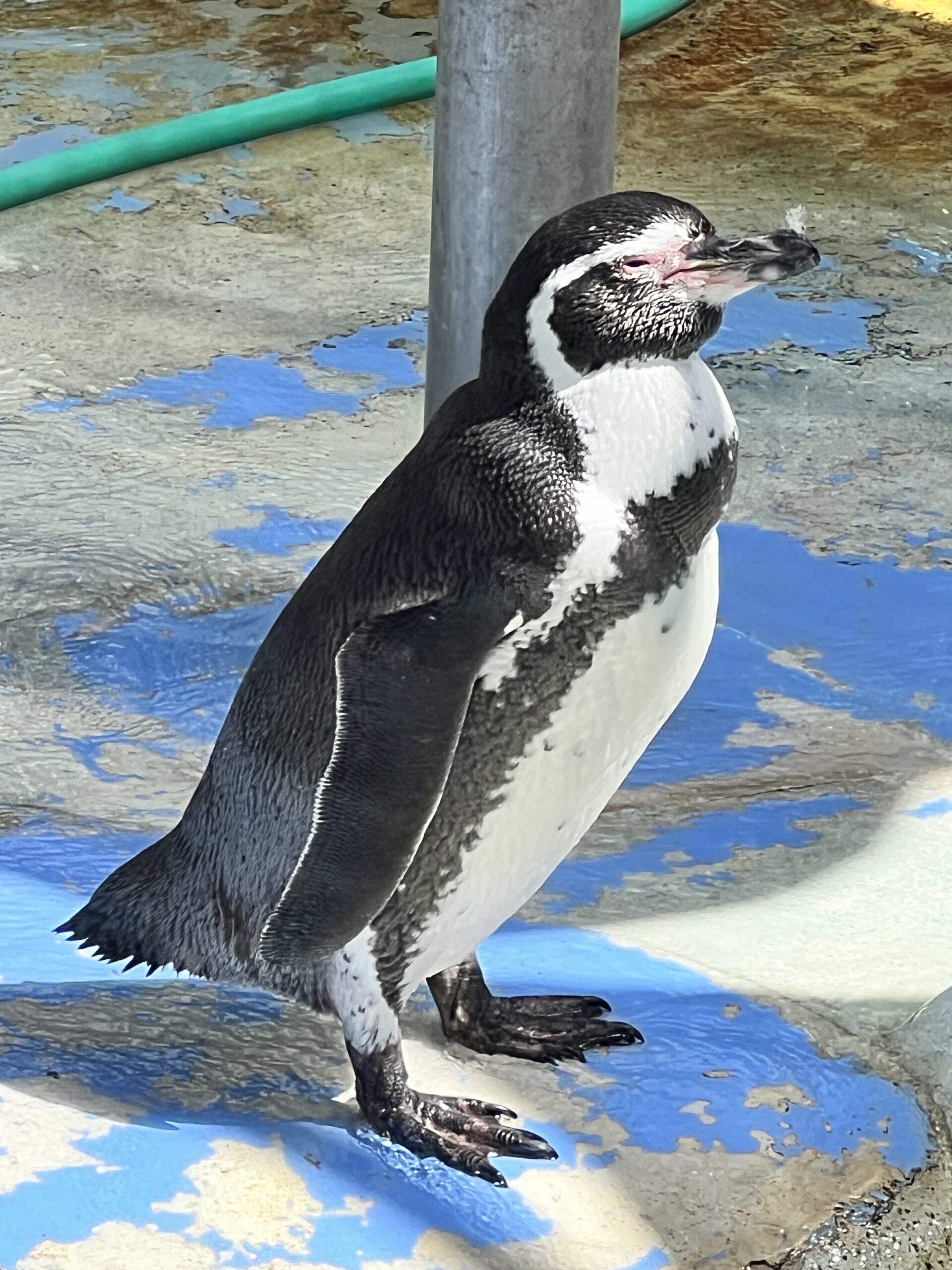 ペンギンさん